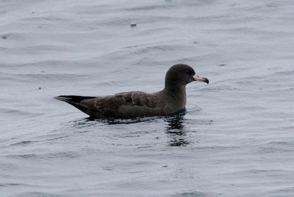 Flesh-footed Shearwater